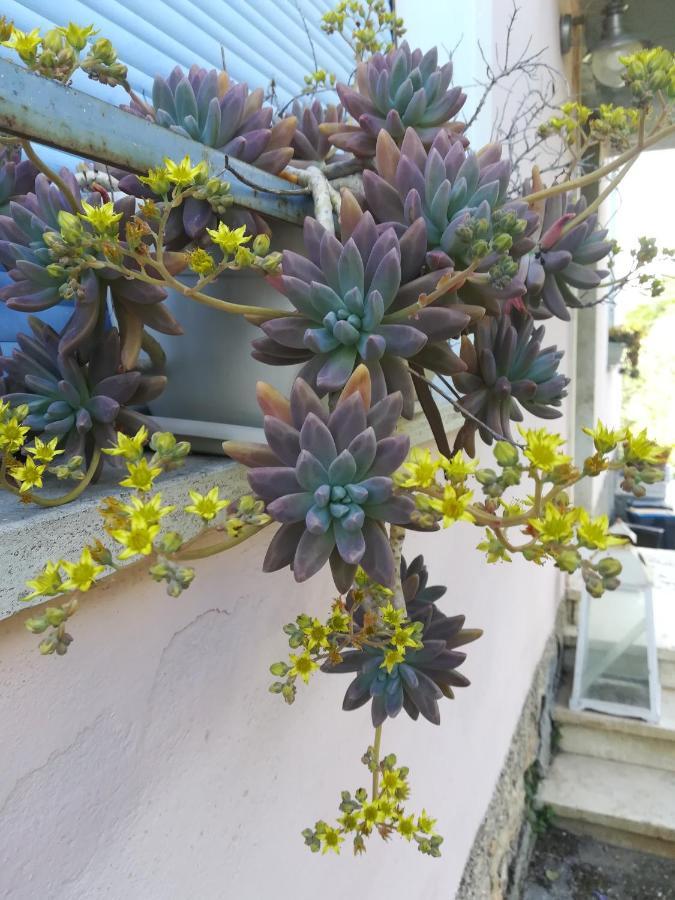特拉蒙蒂瓦利公寓 Calvi dellʼ Umbria 外观 照片